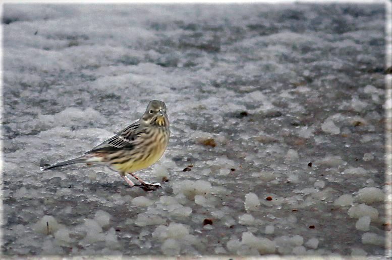 Yellowhammer